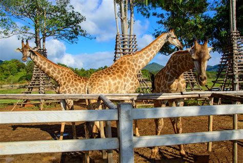 Pairi Daiza, toute lactualité, nouveautés, astuces de visite 